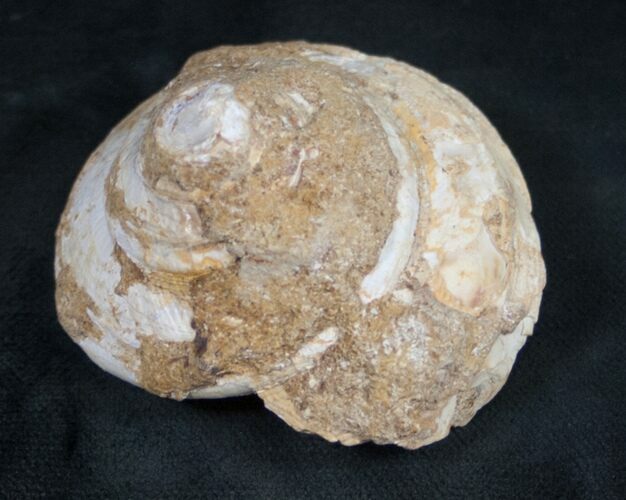 Fossil Gastropod (Pleurotomaria) - Madagascar #9555